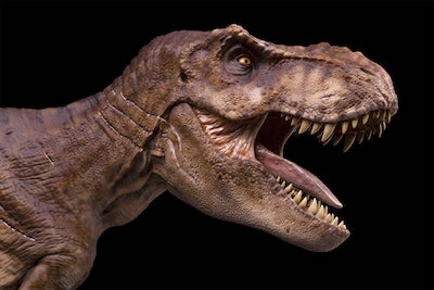 This is a picture of a t-rex head roaring